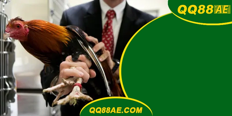 Đá Gà Thomo QQ88